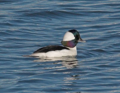 Bufflehead - male