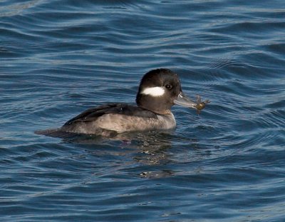 Bufflehead -female