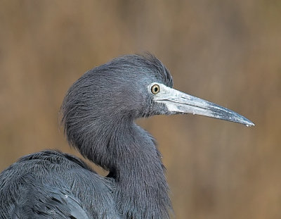 Little Blue Heron