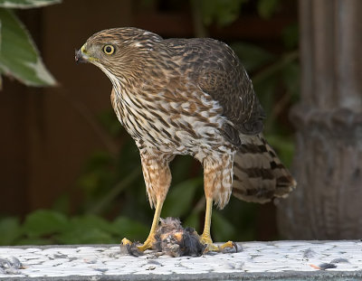 Cooper's Hawk