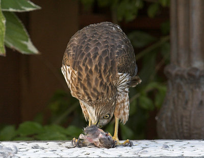 Cooper's Hawk