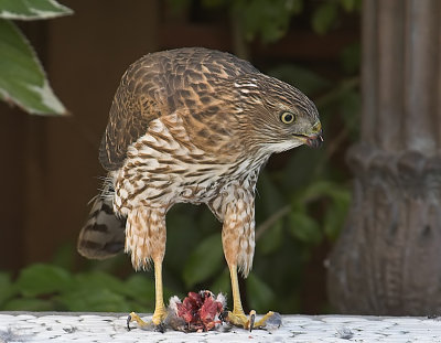 Cooper's Hawk