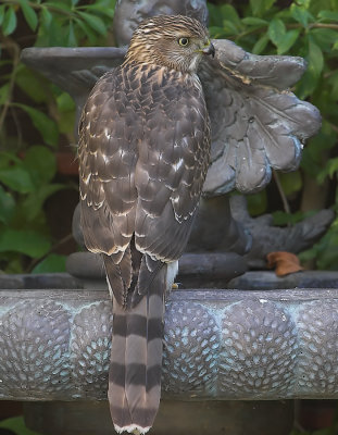 Sharp-shinned Hawk