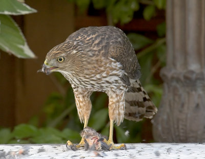 Cooper's Hawk