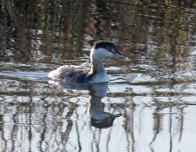 Horned Grebe