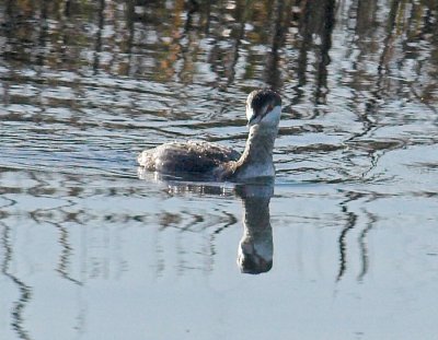 Horned Grebe