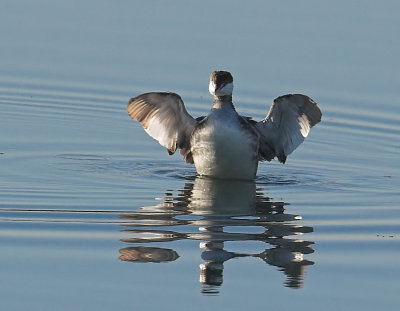 Horned Grebe