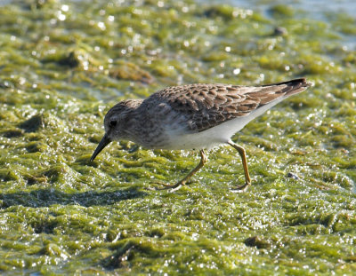 Least Sandpiper