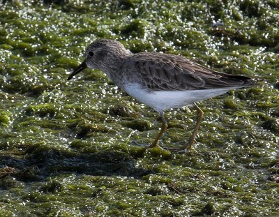 Least Sandpiper