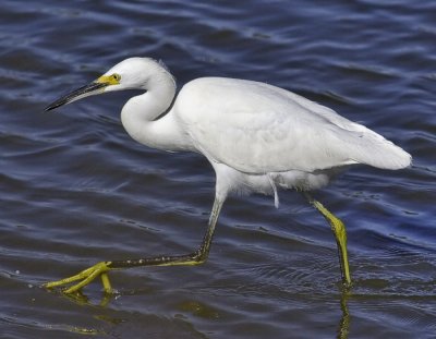 Snowy Egret