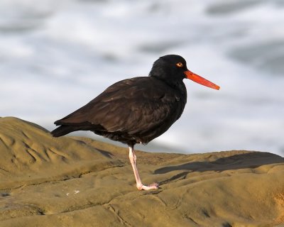 Black Oystercatcher