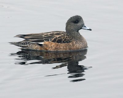 American Wigeon