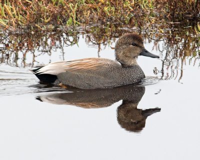 Gadwall - male