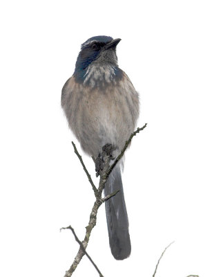 Western Scrub Jay