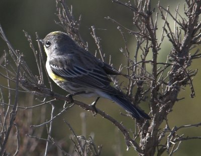 Yellow-rumped Warbler Audobon's Warbler