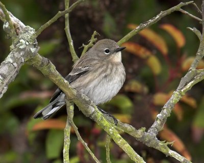 Yellow-rumped Warbler Audobon's Warbler