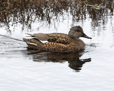 Gadwall - female
