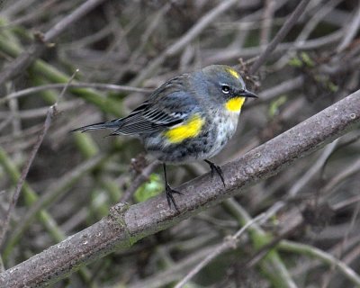 Yellow-rumped Warbler Audobon's Warbler