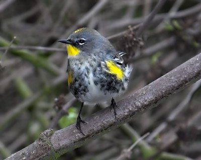 Yellow-rumped Warbler Audobon's Warbler