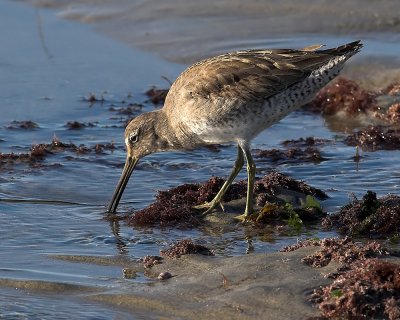 Short Billed Dowitcher