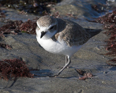 Snowy Plover