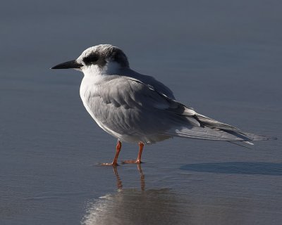 Forester's Tern