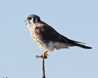 American Kestrel