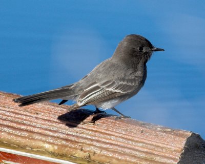 Black Phoebe