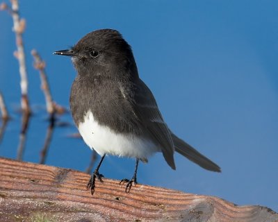 Black Phoebe