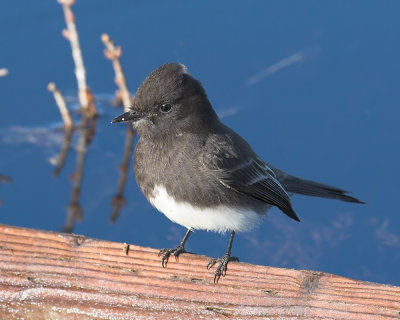 Black Phoebe