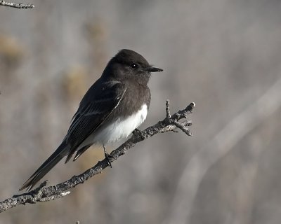 Black Phoebe
