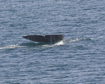 Gray Whale