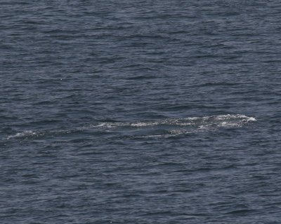 A Gray Whale fluke print