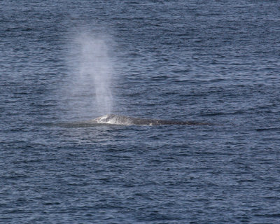 Gray Whale