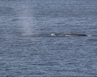 Gray Whale