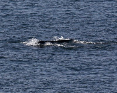 Gray Whale