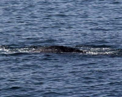 Gray Whale