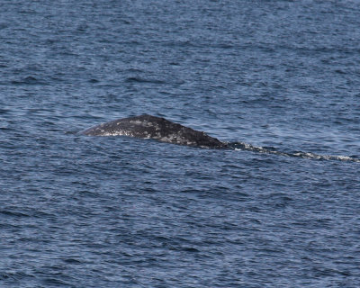 Gray Whale