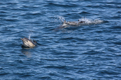 Bottlenose Dolphin