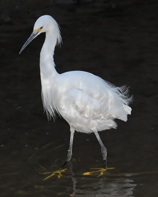 Snowy Egret
