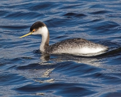 Western Grebe