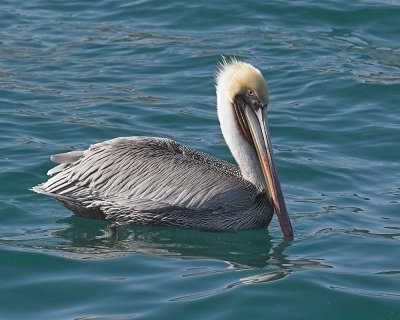 Brown Pelican - adult