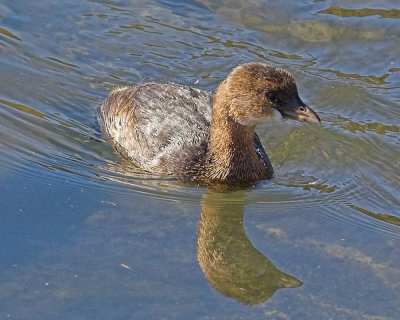 Pied-billed Grebe