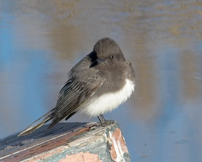 Black Phoebe