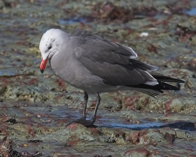 Heermann's Gull