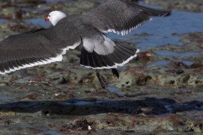 Heermann's Gull