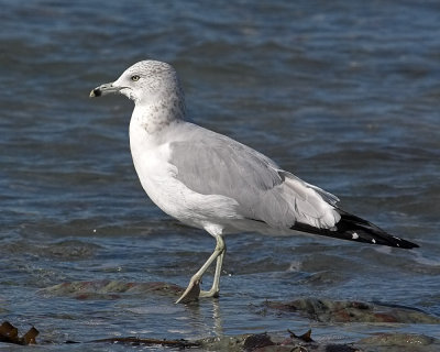 Ring-billed Gull