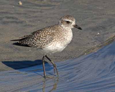 Black-bellied Plover