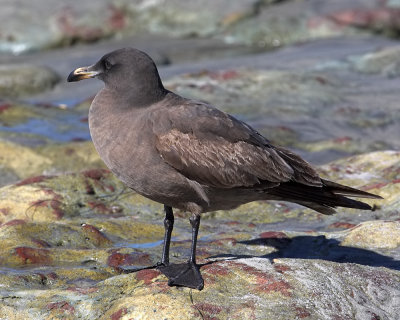 Heermann's Gull - immature