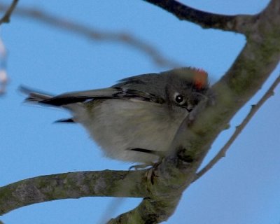 Ruby-crowned Kinglet